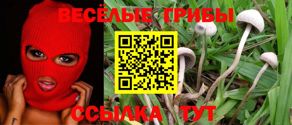 Сибай  Галлюциногенные грибы Psilocybine cubensis  Вход с VPN 